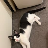 Photo of Hatchie