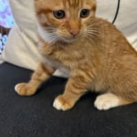Photo of Garfield
