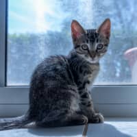 Photo of Ziggy Stardust