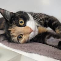 Photo of Tulip