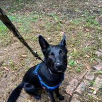 Photo of Artemis *9 Lives Project Rescue*