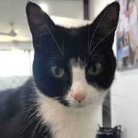Photo of Oreo