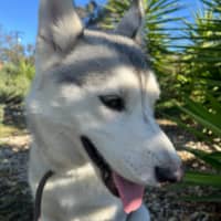 Photo of Winter Willow