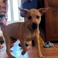 Photo of Huckleberry