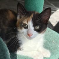 Photo of Gingerbread