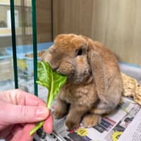 Photo of 🥗 Twitch 7043 🥗