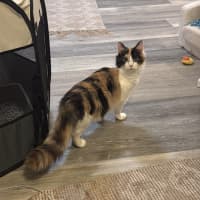 Photo of Callie
