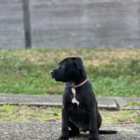 Photo of Blade   8 Week Old Staffy X