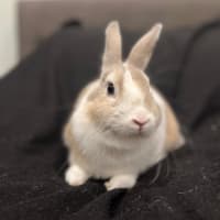 Photo of Prairie Dawn