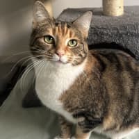 Photo of Penny
