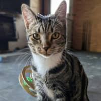 Photo of Hugo *9 Lives Project Rescue*