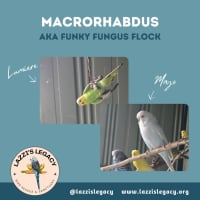 Photo of Macrohabdus (Agy, Megabacteria) Flock