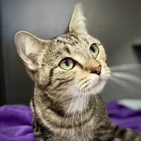 Photo of Ginger