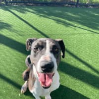 Photo of Bentley Imp 1051