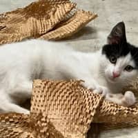 Photo of Smoochie Moo **2nd Chance Cat Rescue **