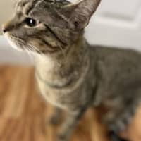 Photo of Finn