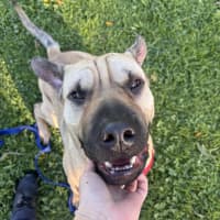 Photo of Gypsy
