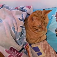 Photo of Ginger (Gigi)