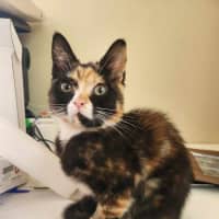 Photo of Lola (Located Templestowe)