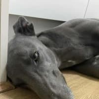 Photo of Appy, The Rescue Greyhound