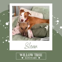 Photo of Sloan