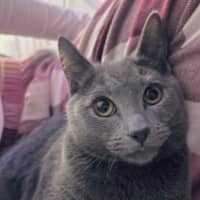 Photo of Nemo