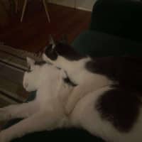 Photo of Fifi & Lupin 