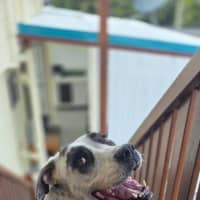 Photo of Rosie