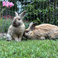 Photo of Belle And Jasmine