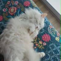 Photo of Old Man Grey *9 Lives Project Rescue*
