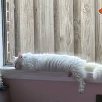 Photo of Old Man Grey *9 Lives Project Rescue*