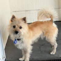 Photo of Henry   5 Year Old Pomeranian X Maltese