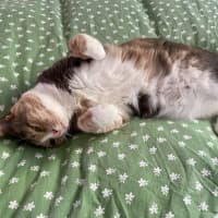 Photo of Mixie