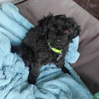 Photo of Mopsy