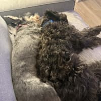Photo of Honey & Sox