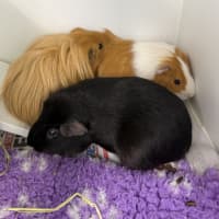Photo of Walter (Bonded With Fabio And Lionel)