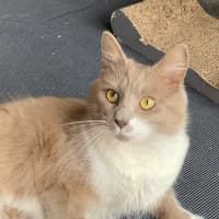 Photo of Bodhi 🦁🥰💙