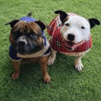 Photo of Bambino And Sammi 