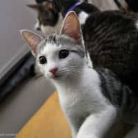Photo of Fern 