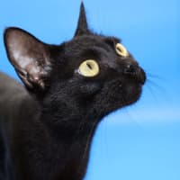 Photo of Julie   Now At Pet Quarters Glendale