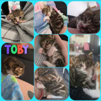 Photo of Toby 