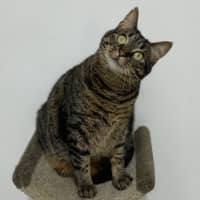 Photo of Tigreca