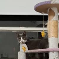Photo of Athos
