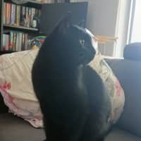 Photo of Winston   13 Year Old Domestic Short Hair