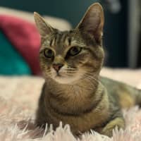 Photo of 12668   Willow