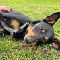 Photo of Banjo