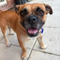 Photo of Poppy   2 Year Old Bulldog X Pug