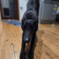 Photo of Drew, The Greyhound