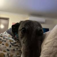 Photo of Jeff, The Greyhound