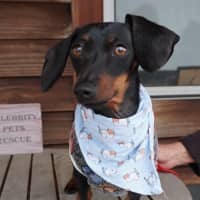 Photo of Lola